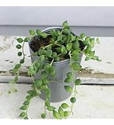 Amazon｜[World Fantasy Garden] 苗 多肉植物 グリーンネックレス 1鉢